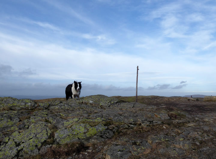 Molly on top of Lord's Seat